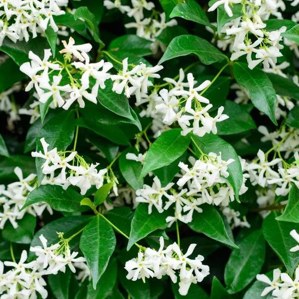 Trachelospermum jasminoides 2